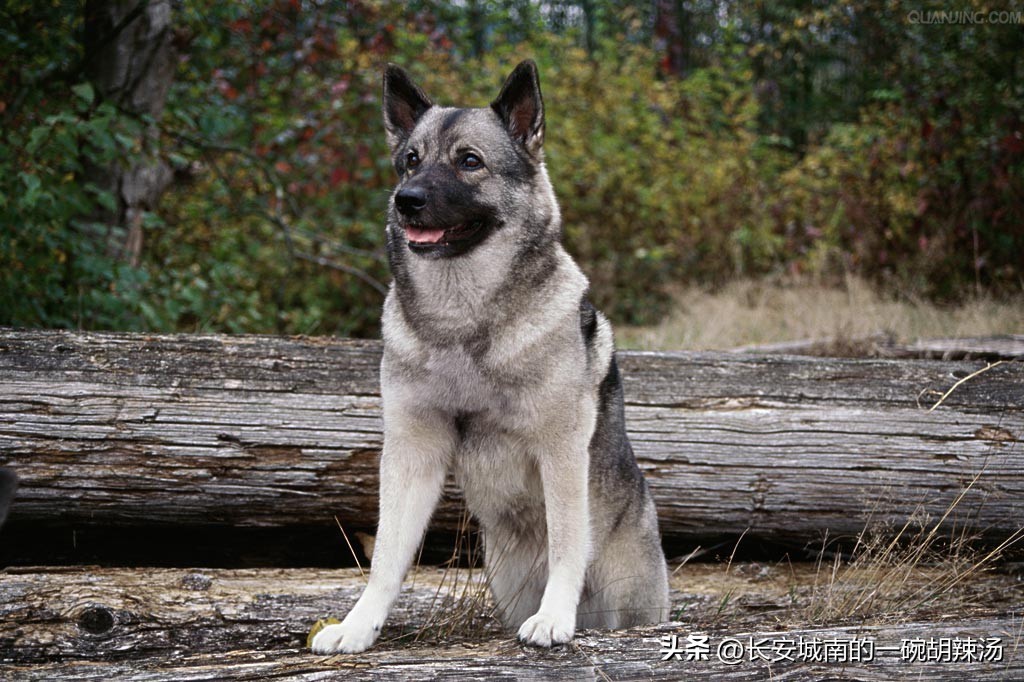 世界名犬大赛全程视频,西藏有哪些世界名犬
