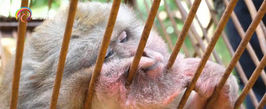 玩印泥、翻文件、爬书柜!“猴哥”大闹办公室,落网了