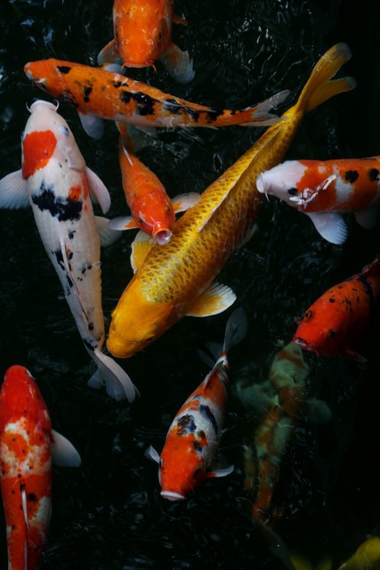 观赏鱼缸为什么会混浊？如何解决鱼缸混浊？硝化菌有什么作用？