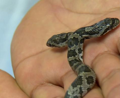 10种怪异的两个头动物,10种变异双头动物