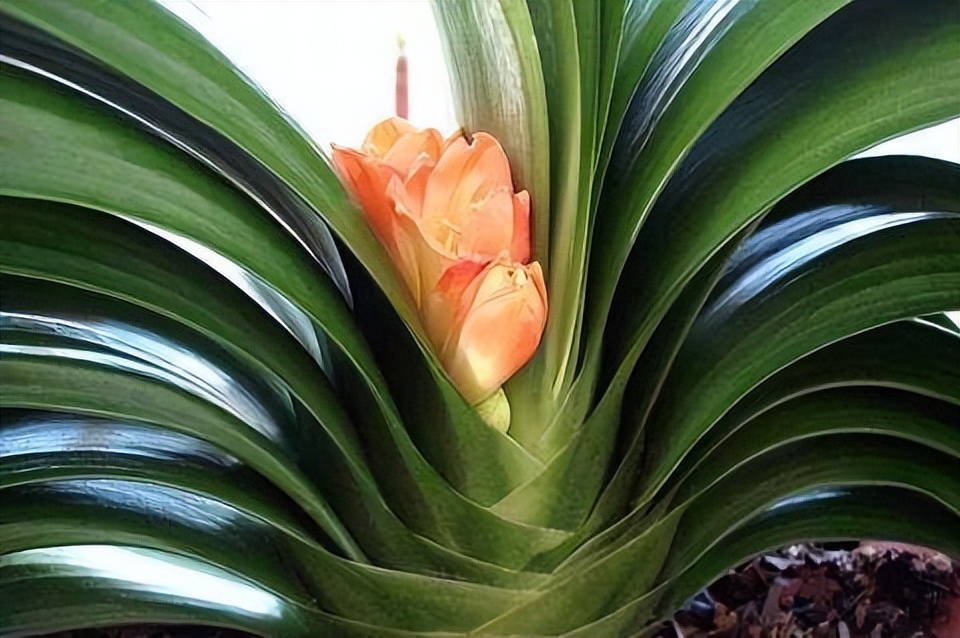 君子兰催花期可以用花多多12号吗,君子兰催花用什么最好养