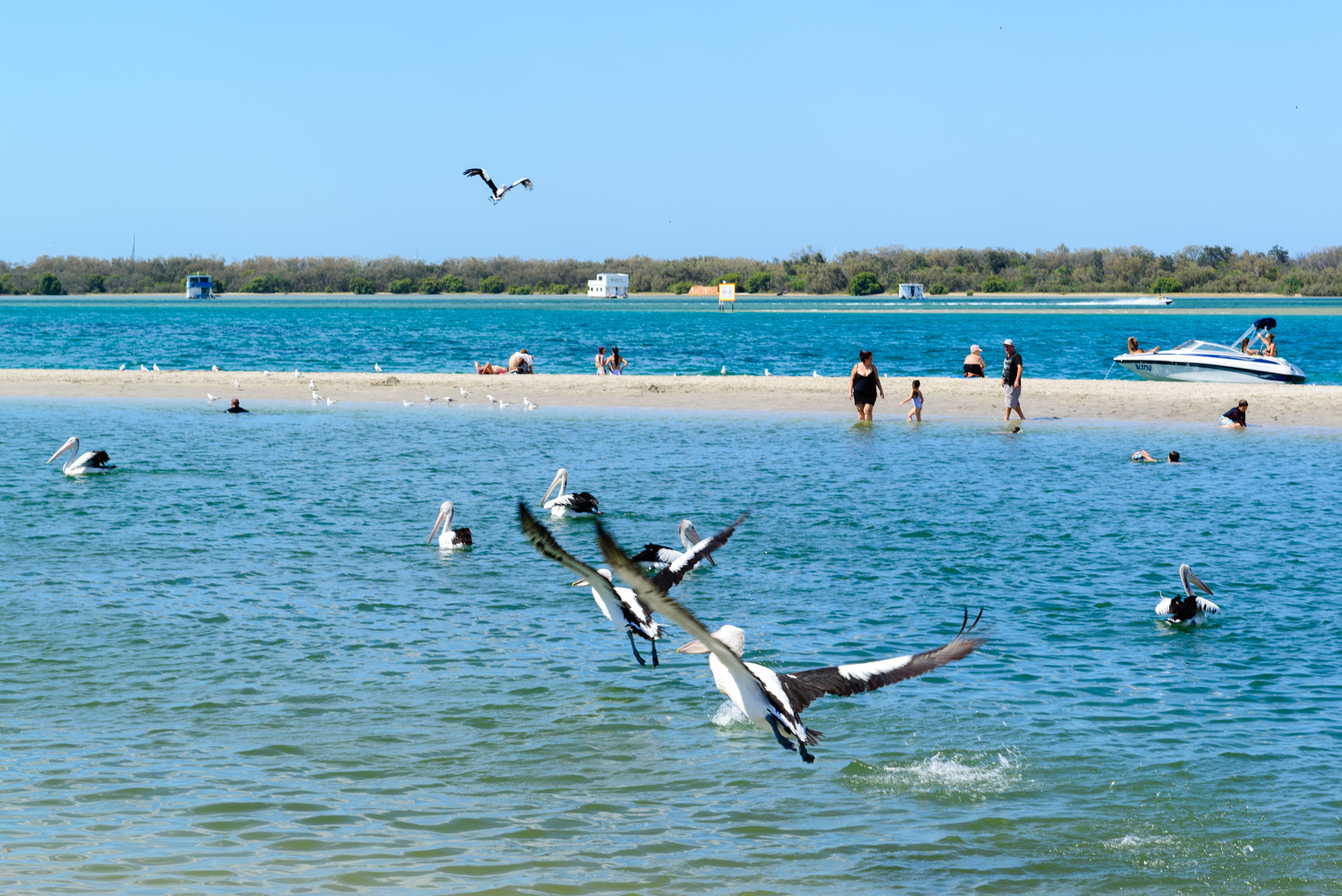 澳洲黄金海岸喂鹈鹕,澳洲海边鹈鹕