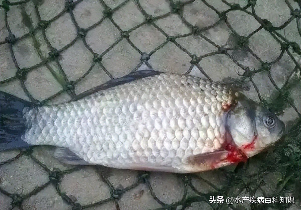 鲫鱼大面积浮头什么情况,鲫鱼肚子大发红死了什么原因