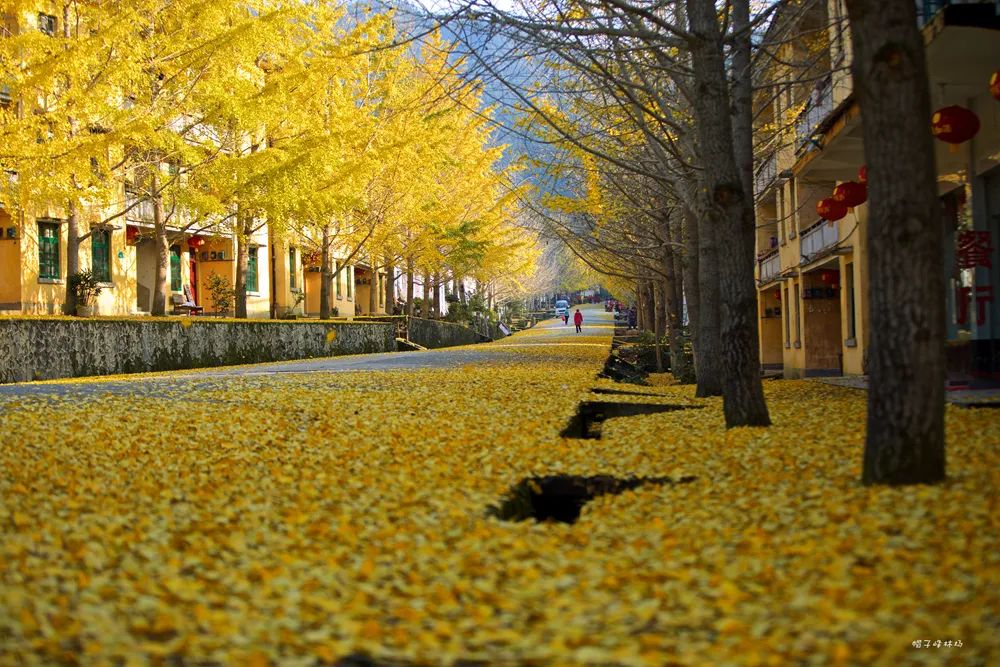 letsgo一周目攻略,letsgo图鉴攻略