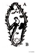 2021年山东省聊城市中考生物真题