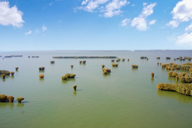 正宗宁夏红枸杞风景,宁夏红色枸杞