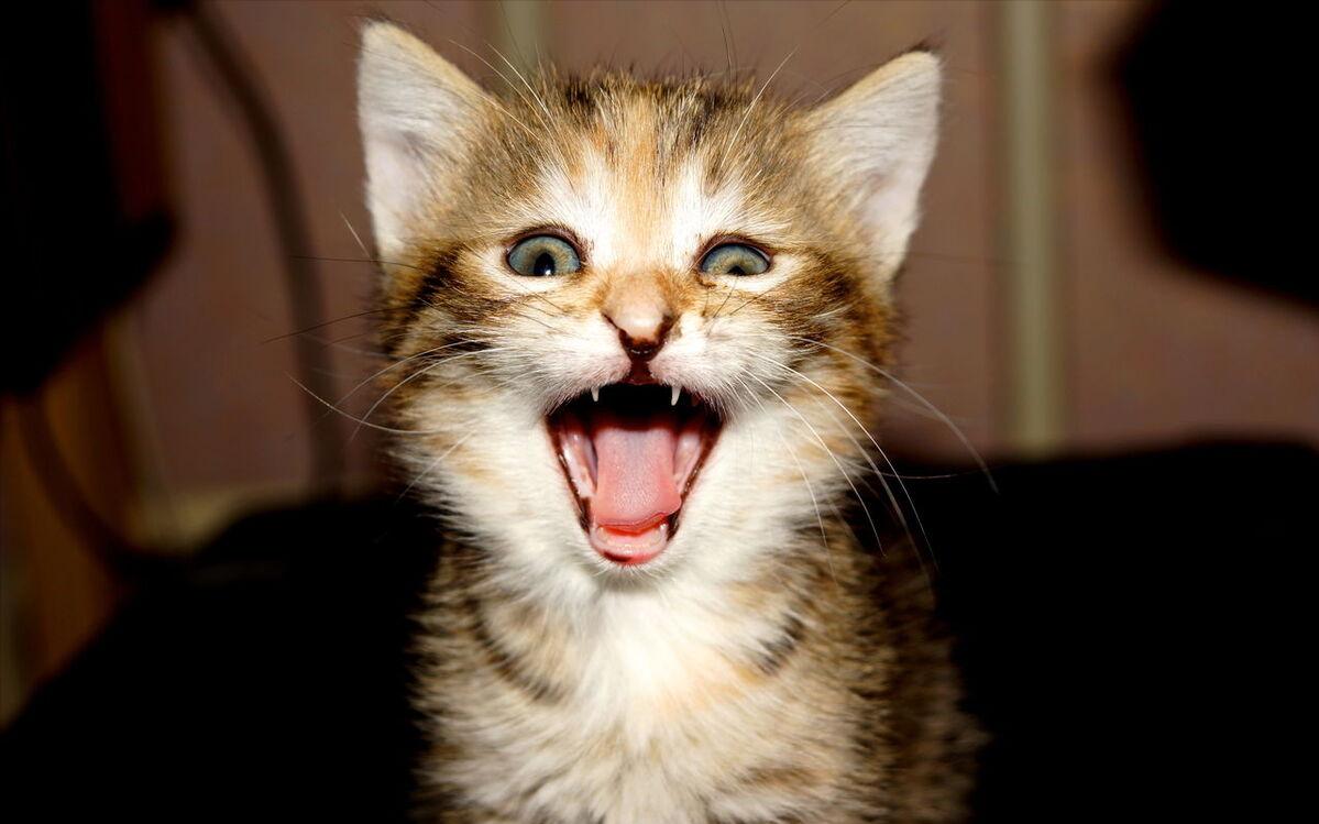 猫咪半夜老是叫还咬人,猫咪半夜爱拉屎吗