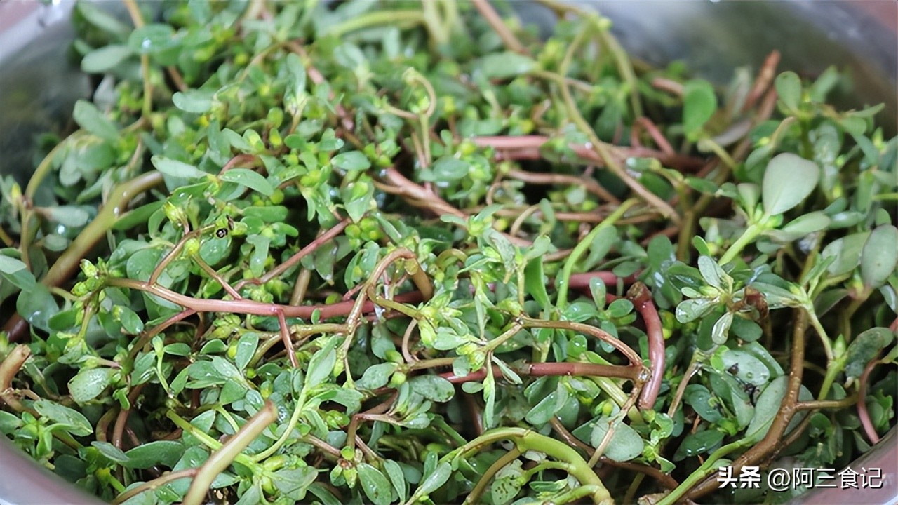 马齿苋都有怎样的做法来吃,马齿苋最好吃的做法大全