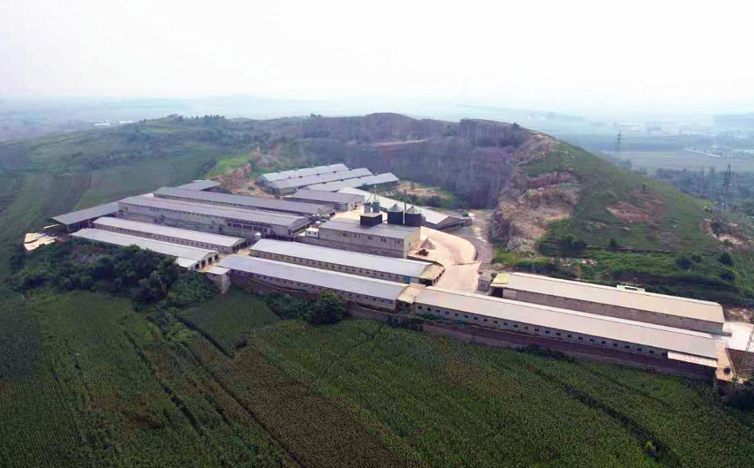 生鲜蛋鸡,10万羽蛋鸡年销售额