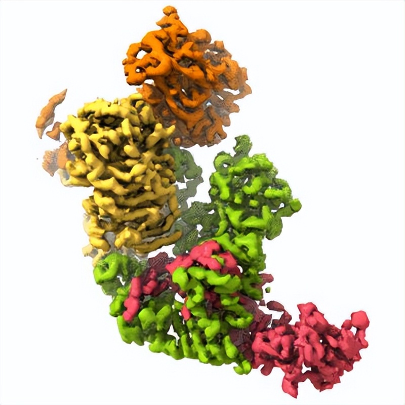 健身增肌的原理是什么,健身增肌原理动作讲解