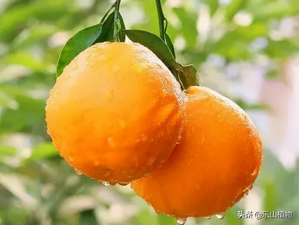 耙耙柑是什么季节口感最好,耙耙柑口感最好的季节