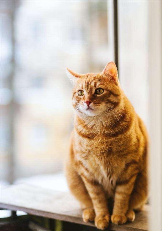 橘猫和中华田园猫哪个好养,橘猫田园猫好还是宠物猫好