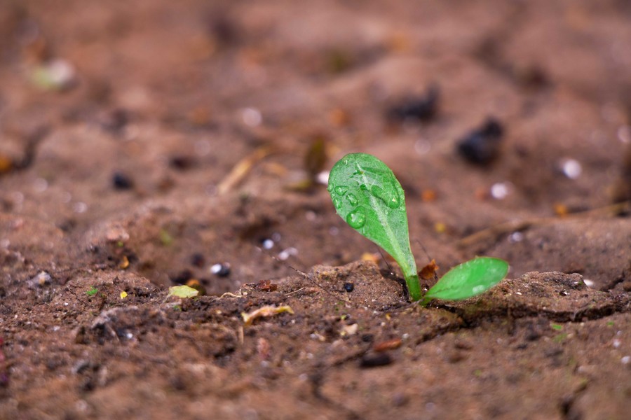 屮艸芔茻这几个字怎么读,屮艸芔茻有什么含义