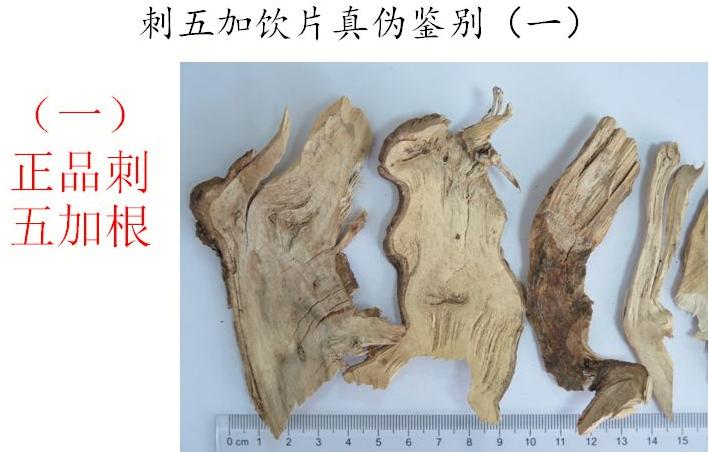 刺五加植物的识别方法,带你识别白薇