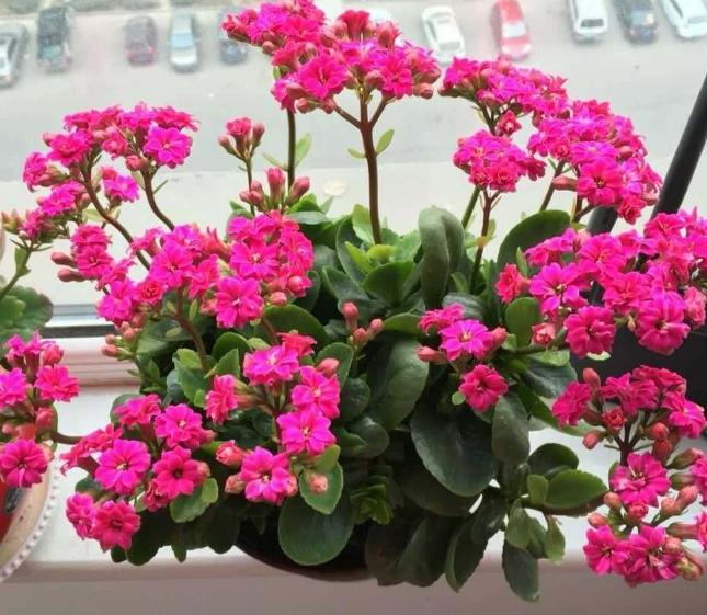 盆栽花卉的土壤变硬以后如何改变,养花小妙招盆栽土壤