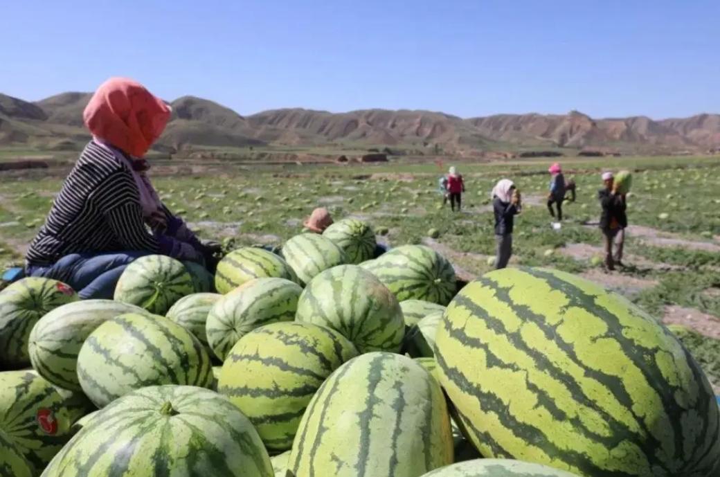 戈壁西瓜的危害究竟有多大,戈壁西瓜禁止种植了吗