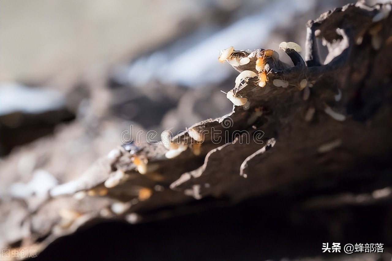 广州白蚁为什么那么多如何灭白蚁,中国的白蚁是从哪里来