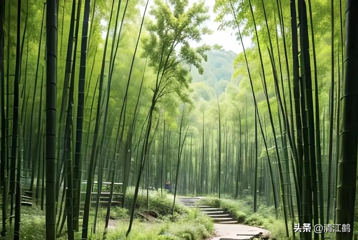 怎样解决除草剂对树的危害,十大恶性杂草除草方案
