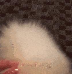 人工杂交寿命最短的狗,寿命短的狗有哪些表现