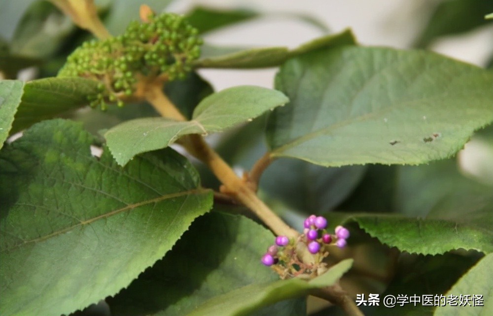 每天学习一味中药石斛,每日一味中药紫珠