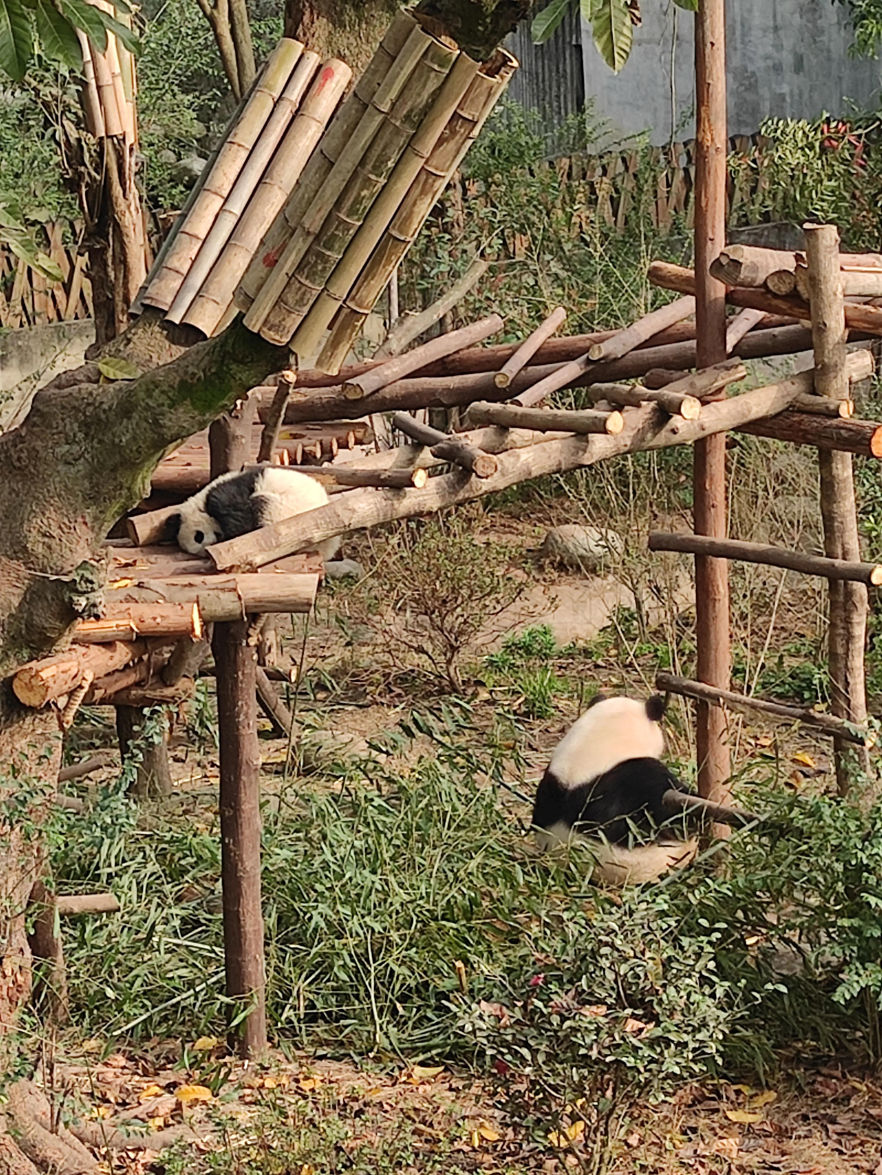 五月去成都旅游 (三月去成都旅游便宜划算)