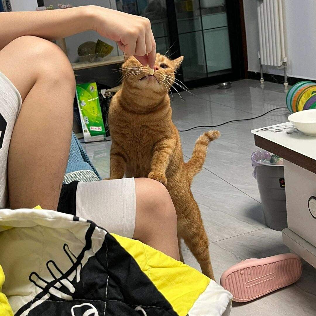 橘猫为什么一直粘着你,橘猫喜欢主人有哪几种表现