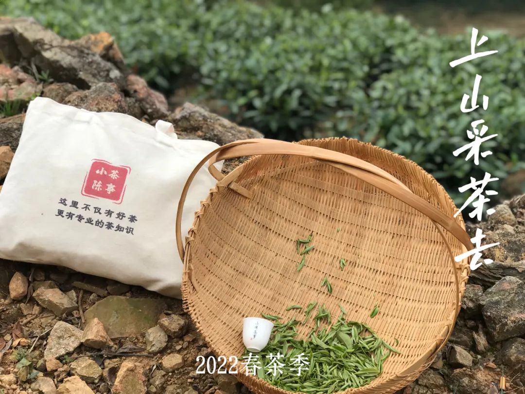 明前茶绿茶制作和雨前茶区别,白茶明前茶与明后茶哪个好喝