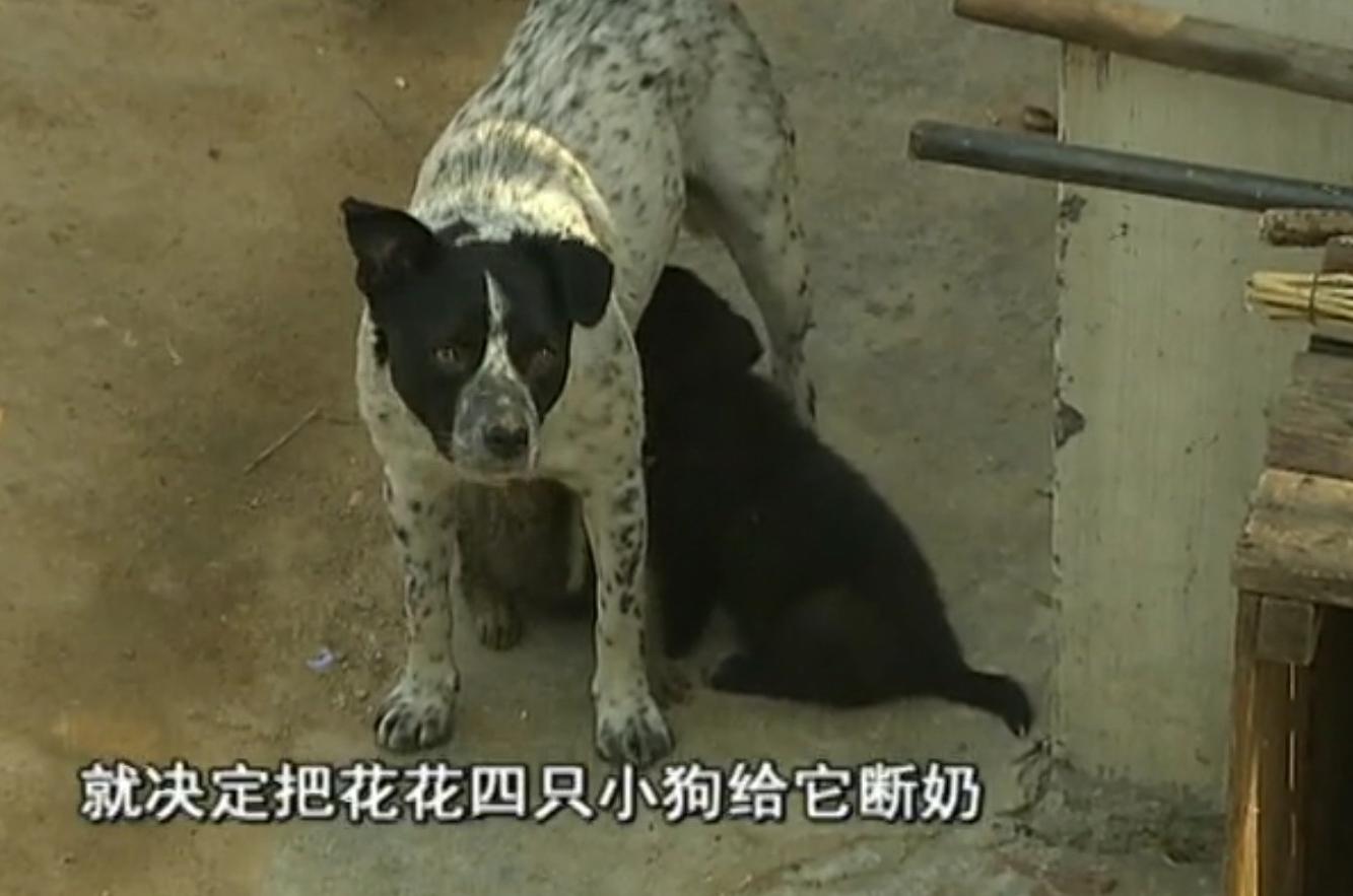 狗和狼故事简介,狗和狼的故事真实感动