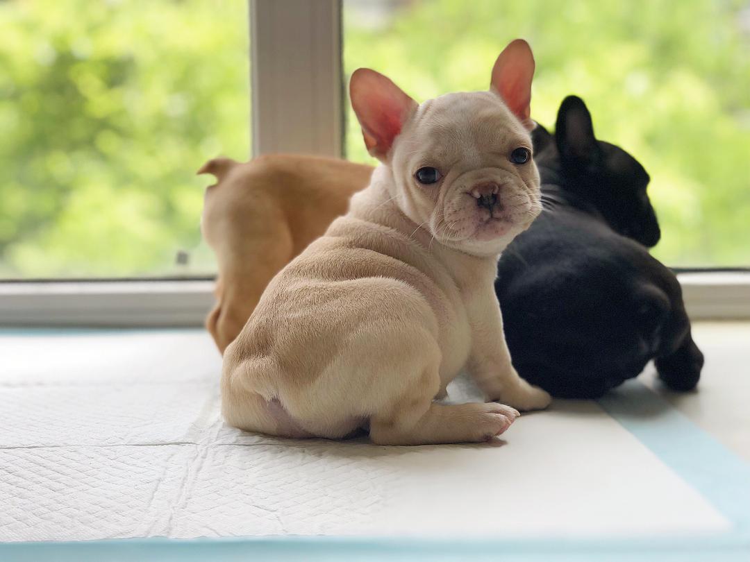 法斗狗的优点和缺点,小法斗的优点缺点