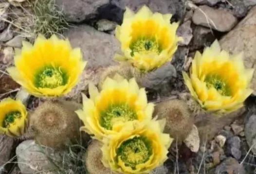 *疆新**开的最早的花——白番红花