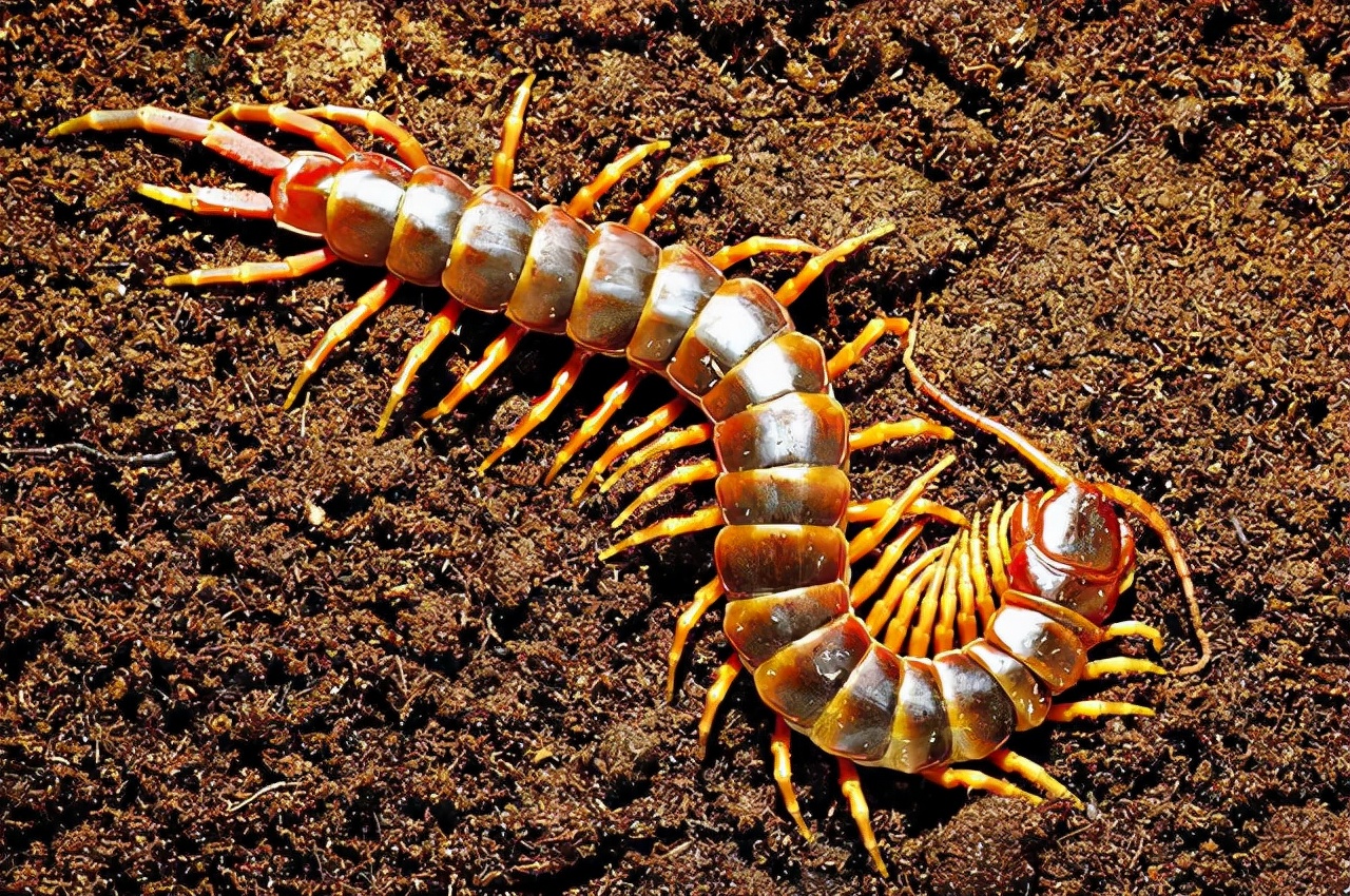 蜈蚣和公鸡谁最强,公鸡为什么能打败蜈蚣