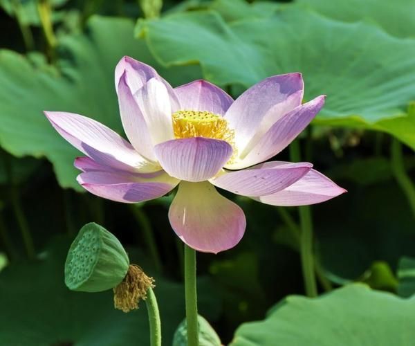 夏天什么花卉好看又好养,夏天最好养的花有哪些