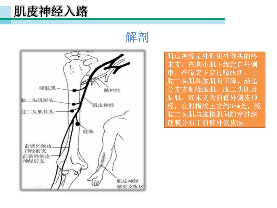 超声引导下臂丛神经阻滞,PPT课件