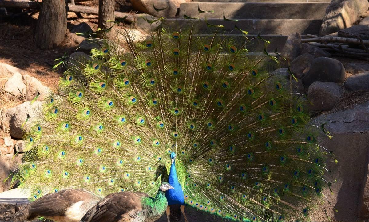 为什么动物在交配前，会先闻闻对方的屁股？这是什么礼节吗？