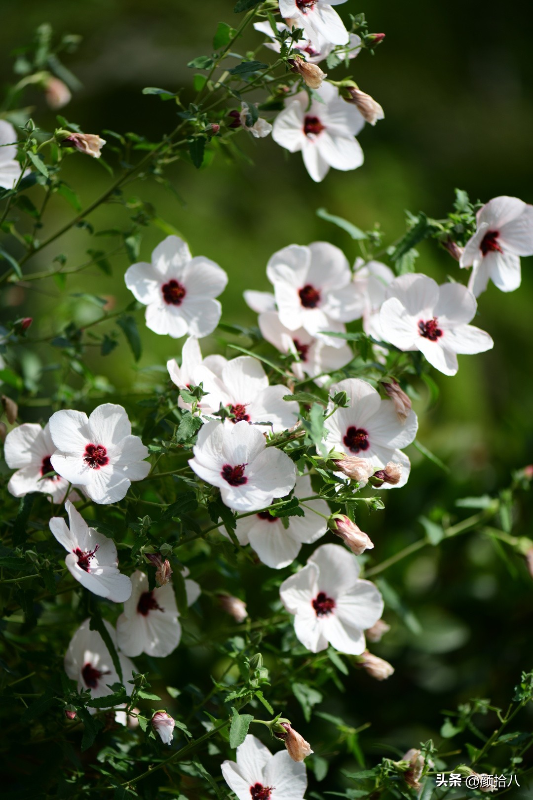 流放到菜地的花儿们，尽情绽放吧，不管在哪里｜园丁