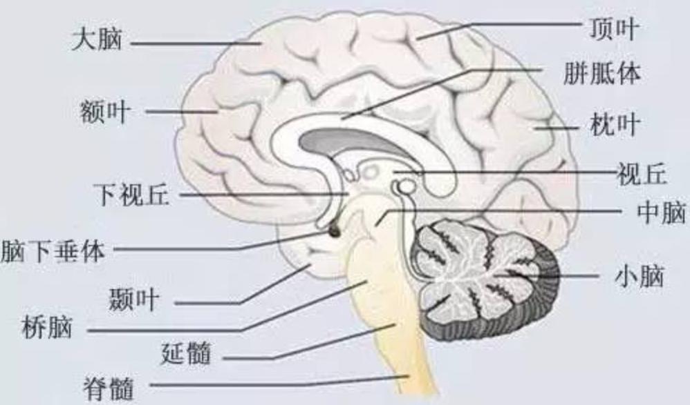 最可怕的朊病毒是什么,世界上最可怕的朊病毒