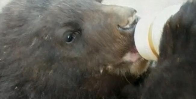 辽宁村民发现被遗弃的小黑熊后续,辽宁农妇收养熊后来放回大自然没