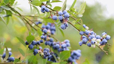 “min”甜爆汁！西瓜、蓝莓、桃子......彭州今夏水果新鲜开摘喽