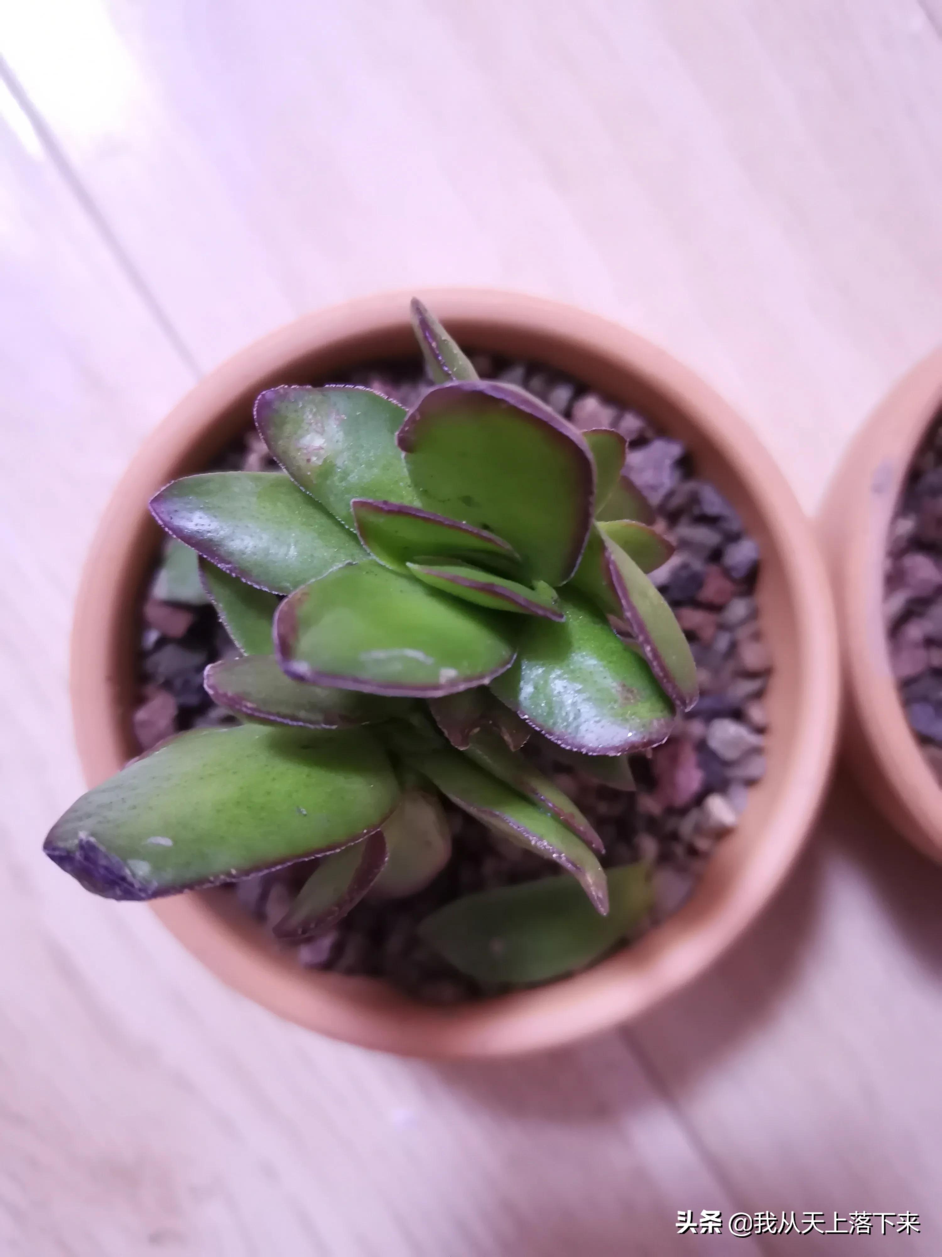 多肉品种及图片大全欣赏,多肉品种辨别图片大全欣赏