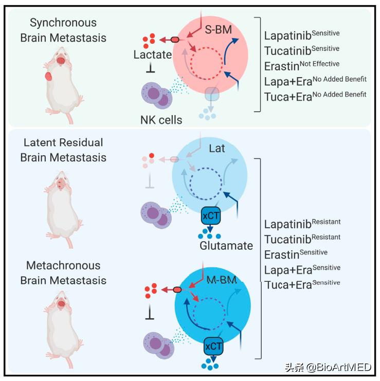 代谢多样性是决定乳腺癌脑转移适应性的分子基础