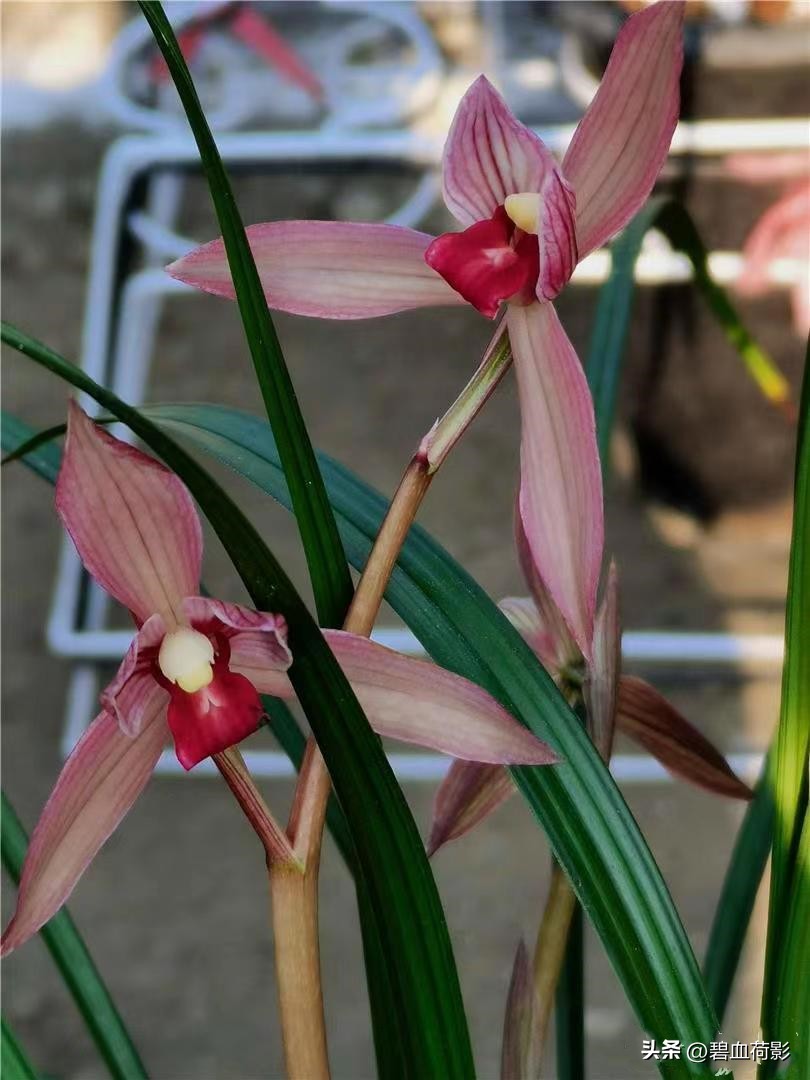一棵蕙兰卖800万图片,卖了800多万的蕙兰长啥样