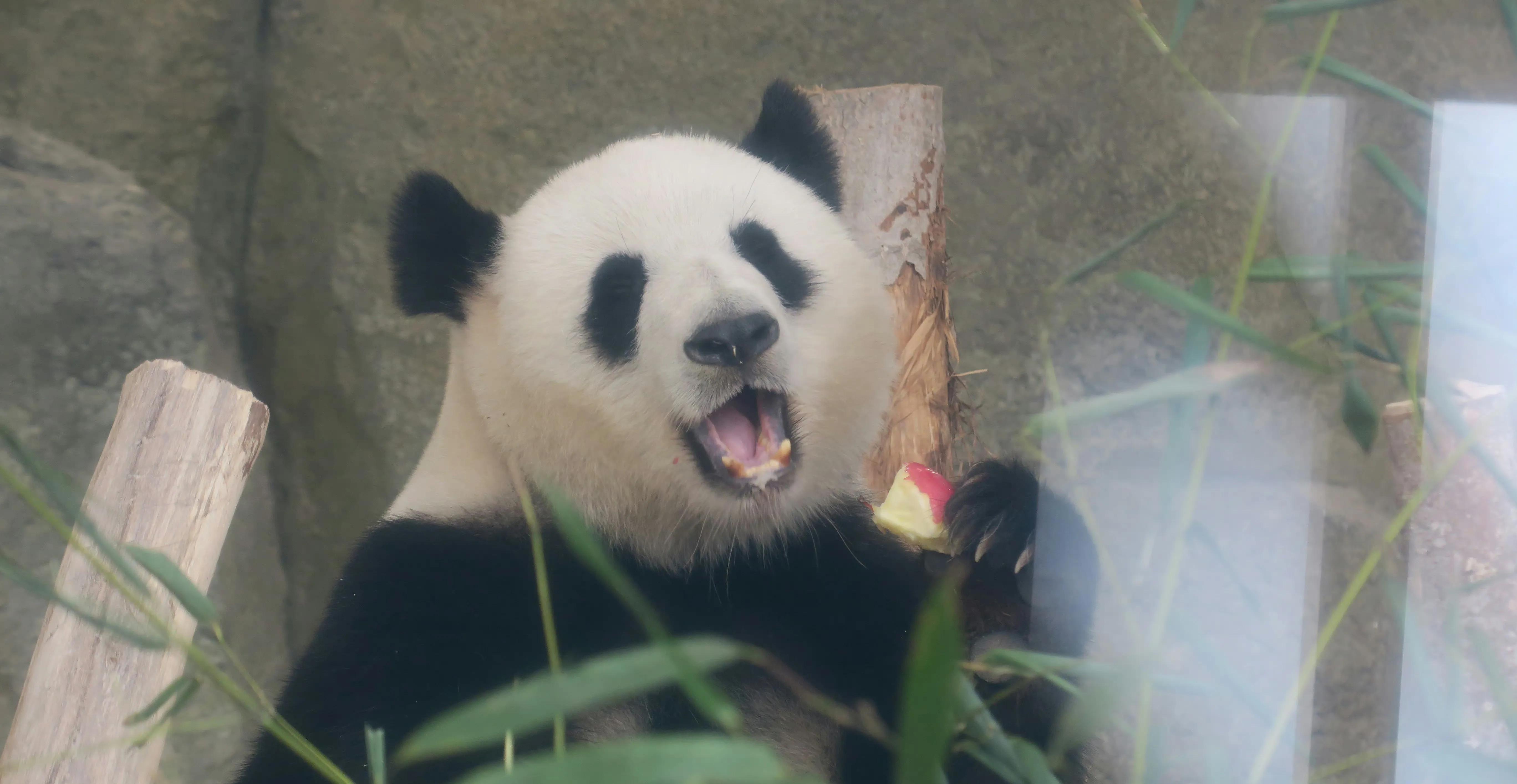 熊猫天团官宣成员,熊猫天团最新照片