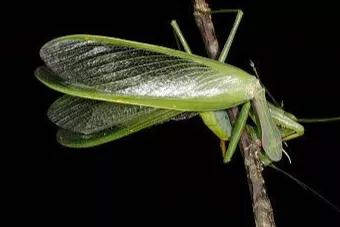 螳螂吃掉自己丈夫的头,螳螂为什么吃掉配偶螳螂吃蛇