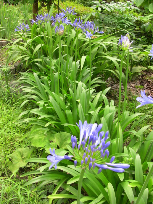 适合春季赏花的花,视觉盛宴五种赏花名花供您选择