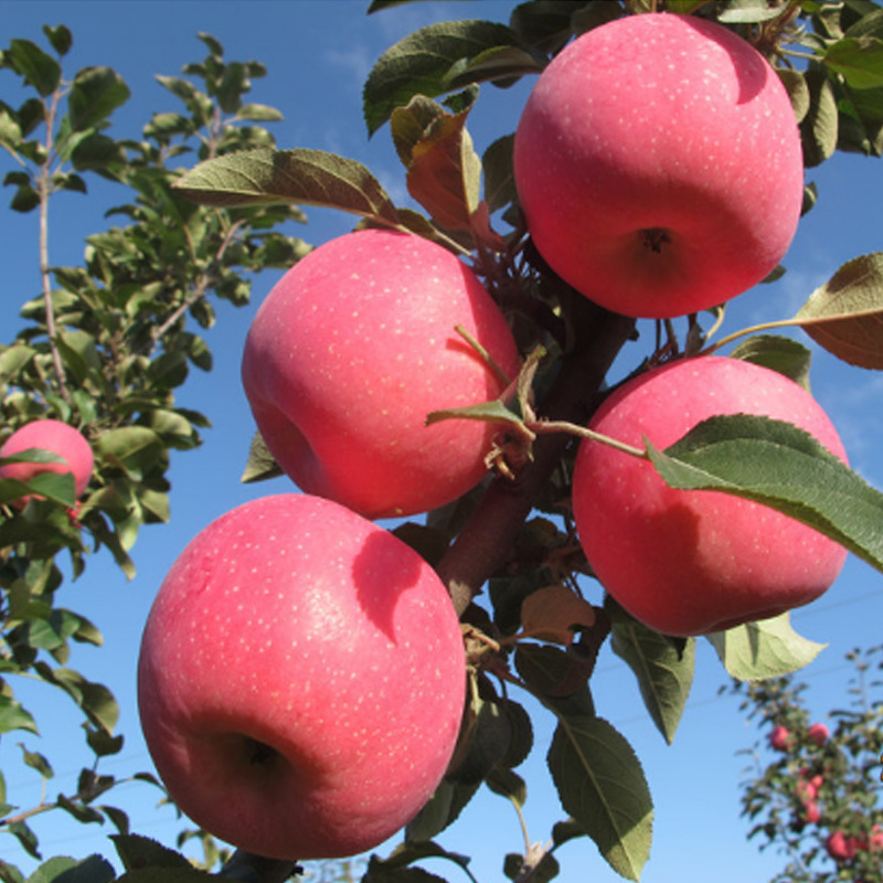 甘肃静宁县有几个镇,了解甘肃省静宁县