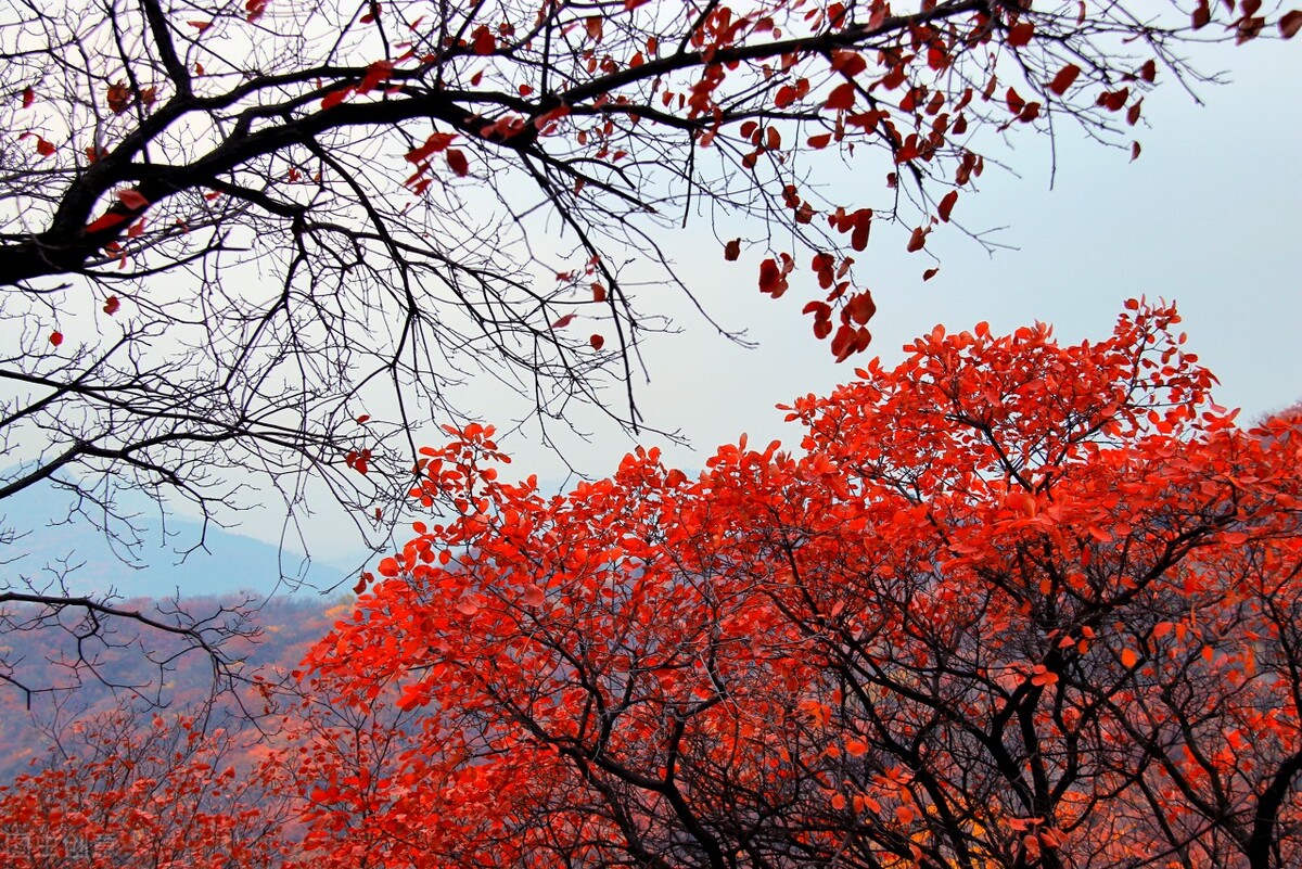 没想到济南的秋天竟然可以这样美,秋天济南哪个景区最美