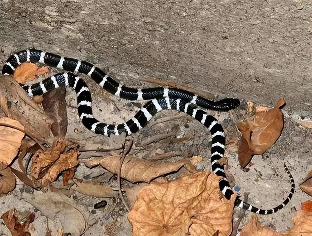 21岁女孩两次网购银环蛇被咬伤不幸离世,家人起诉网购平台、卖方和快递公司索赔171万,法院判各方赔偿33万