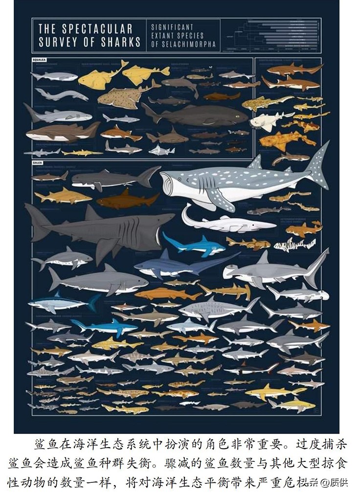 人类为什么只吃鲨鱼,为什么人类只吃鱼翅