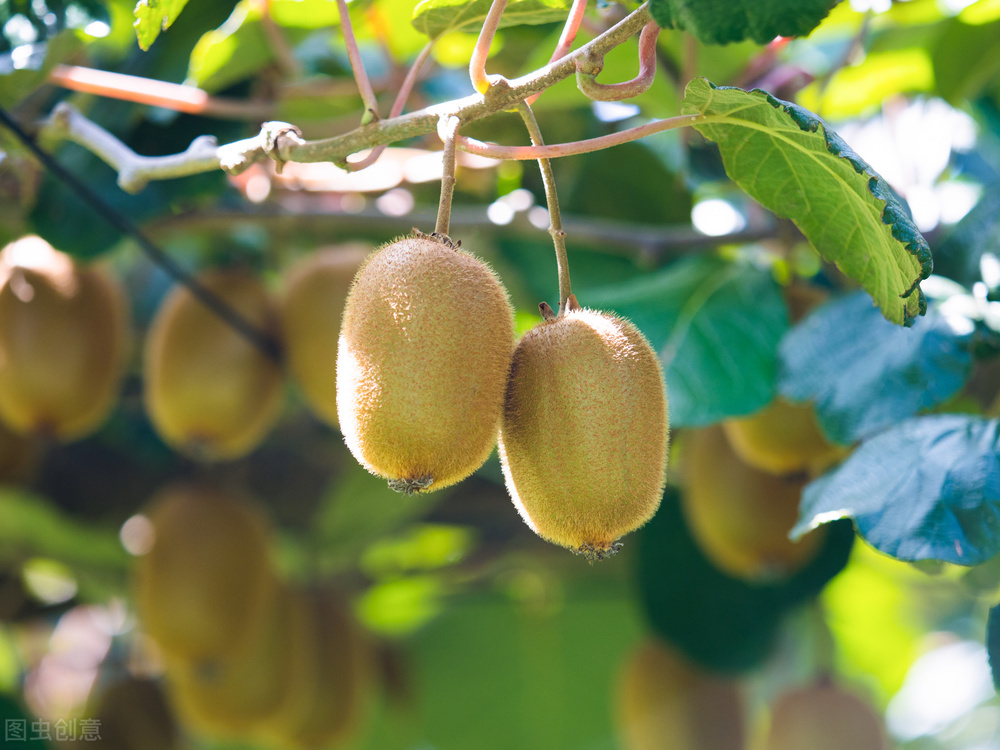 新西兰猕猴桃为什么要换品种,中国农户引进的新西兰猕猴桃品种