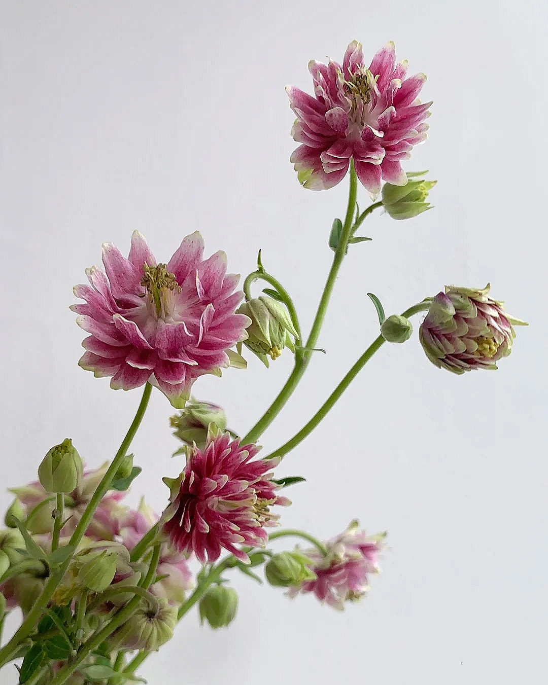 花艺教程花材打理知识,花艺教程常用花材及叶材有哪些